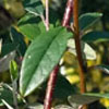 Cotoneaster salicifolius